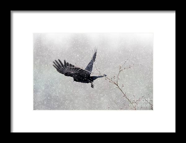 Bird Framed Print featuring the photograph Winter Crow by Carien Schippers