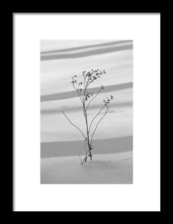 Snow Framed Print featuring the photograph Winter Dance by Robert Ullmann
