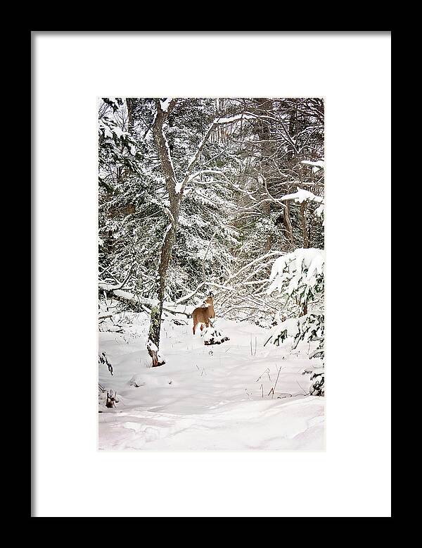 Winter Deer In The Forest Print Framed Print featuring the photograph Winter Deer in the Forest by Gwen Gibson