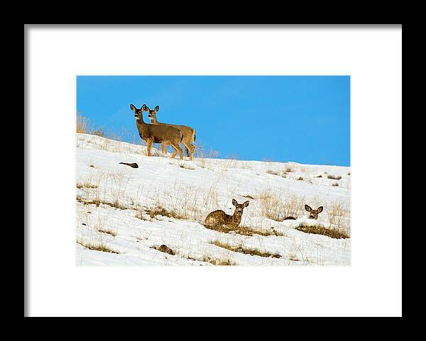 Mule Deer Framed Print featuring the photograph Winter Deer by Michael Dawson