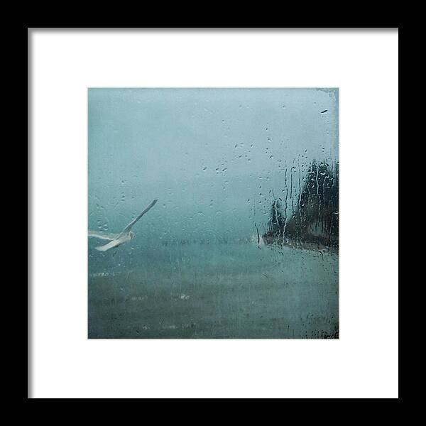 Puget Sound Framed Print featuring the photograph Winter Flight by Sally Banfill