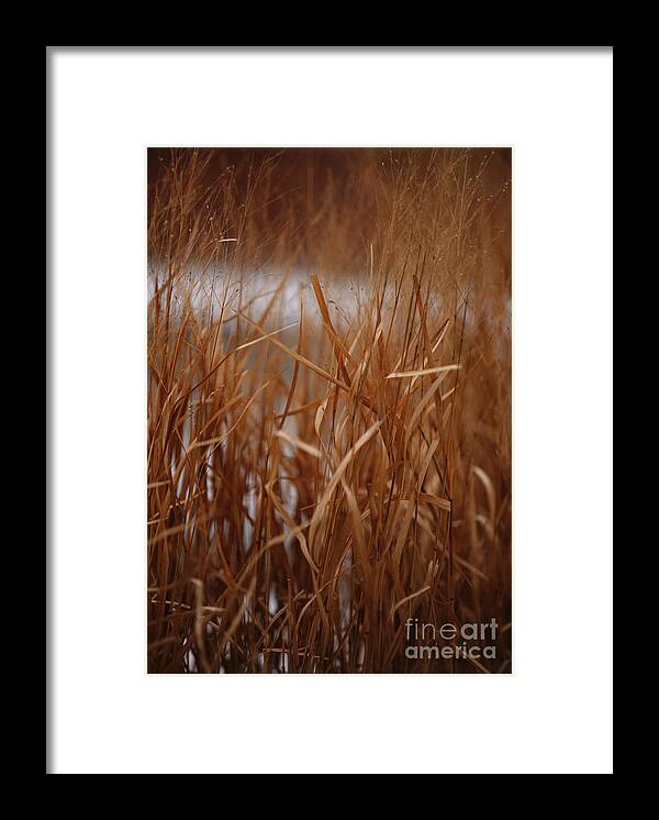 Grass Framed Print featuring the photograph Winter Grass - 1 by Linda Shafer
