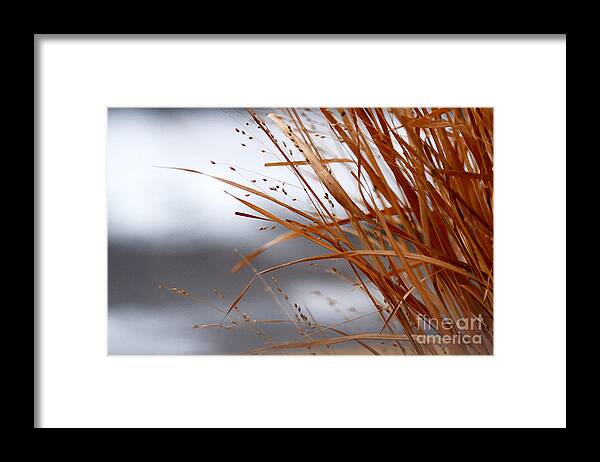 Grass Framed Print featuring the photograph Winter Grass - 2 by Linda Shafer