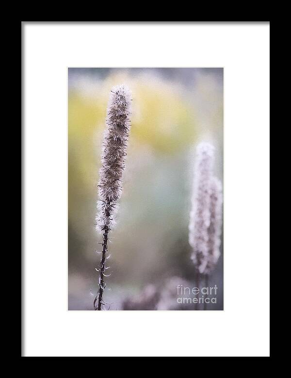 Nature Framed Print featuring the photograph Winter Haze by Sharon McConnell