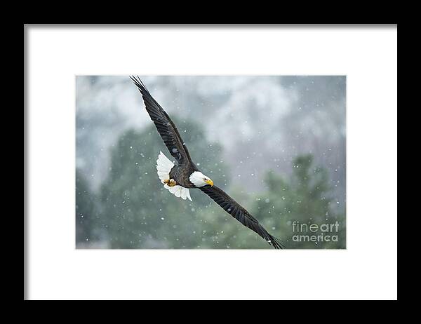 Bald Eagle Framed Print featuring the photograph Winter Hunter by Michael Dawson