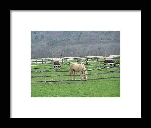 Horses Framed Print featuring the photograph Winter is Finally Over by Lila Mattison