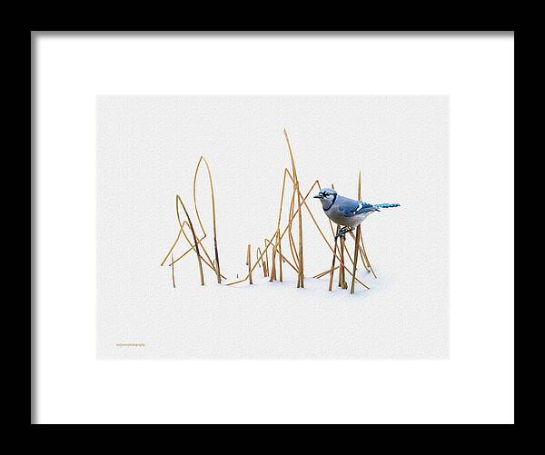 Ron Jones Framed Print featuring the photograph Winter Jay by Ron Jones