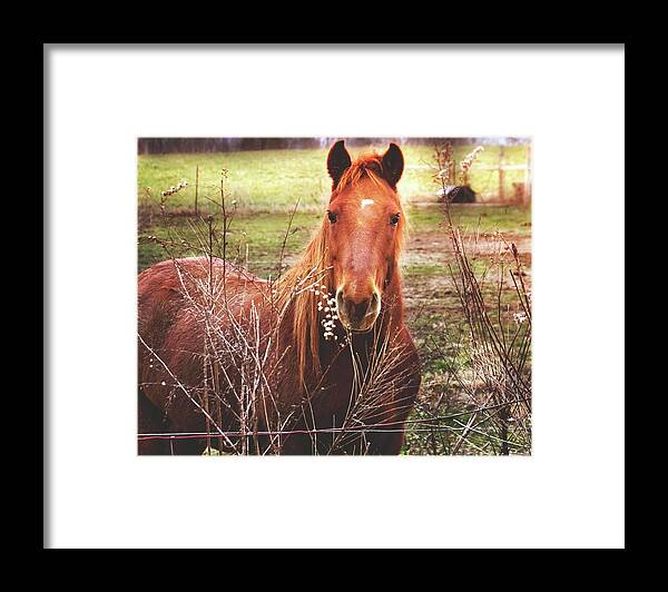 Horse Framed Print featuring the photograph Winter Pasture by Virginia Folkman