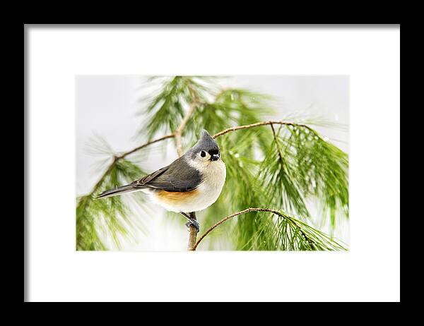 Winter Framed Print featuring the photograph Winter Titmouse Bird by Christina Rollo