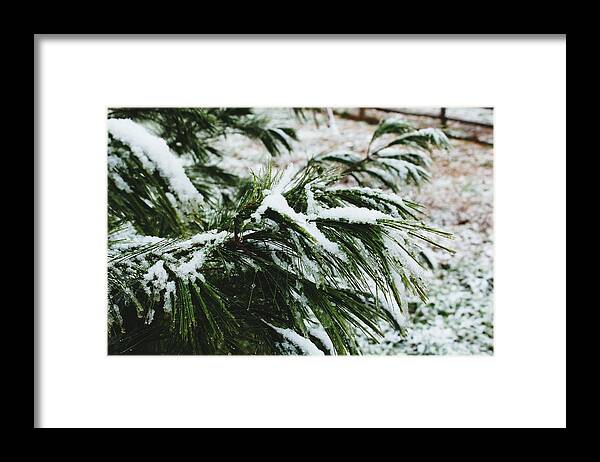 Winter Framed Print featuring the photograph Winter Pines by Hunter Kotlinski