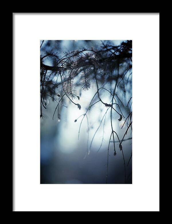 Winter Framed Print featuring the photograph Winter by Rebecca Cozart
