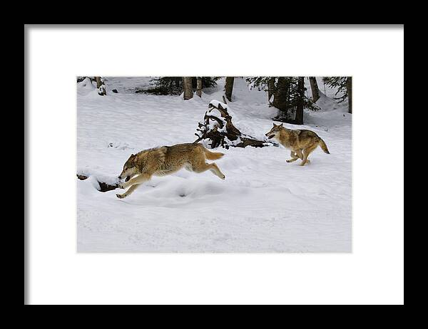 Wolf Framed Print featuring the photograph Winter Run by Steve McKinzie