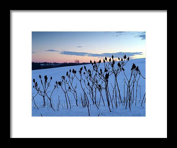  Framed Print featuring the photograph Winter Sumac 2016 by Gregory Blank