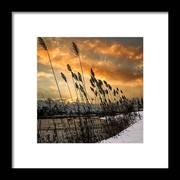 Lake Framed Print featuring the photograph Winter sunrise through the reeds - Square by Chris Bordeleau