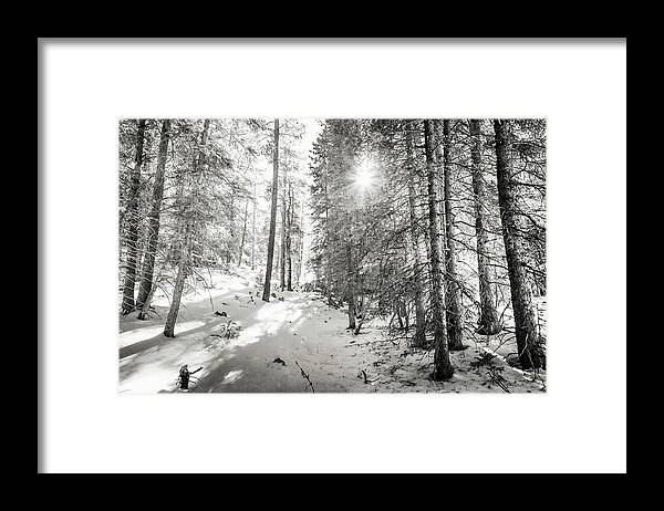 Backcountry Framed Print featuring the photograph Winter Sunshine Forest Shades Of Gray by James BO Insogna