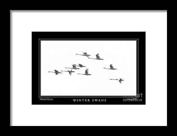 Swans Framed Print featuring the photograph Winter Swans by Gene Bleile Photography 