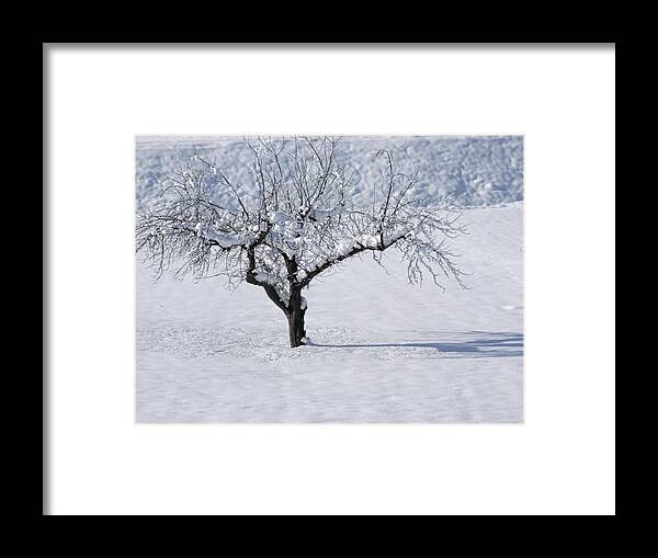 Tree Framed Print featuring the photograph Winter Tree by Hartmut Knisel
