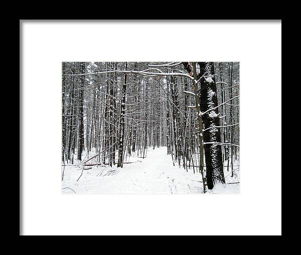 Winter Framed Print featuring the photograph Winter Trees by Suzanne DeGeorge