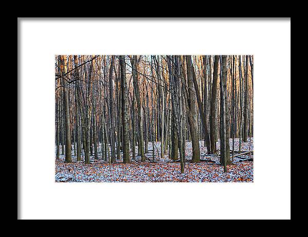 Tree Framed Print featuring the photograph Winter - UW Arboretum Madison Wisconsin by Steven Ralser