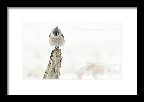 Bird Framed Print featuring the photograph Winter Visit by Holly Ross