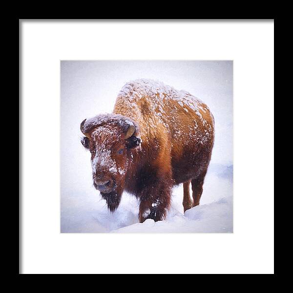 Bison Framed Print featuring the photograph Winter Walk by Greg Norrell