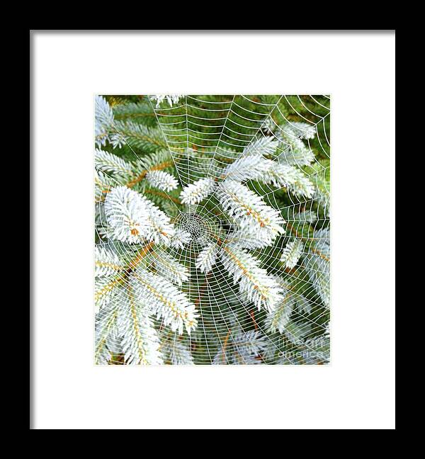 Web Framed Print featuring the photograph Winter Web by Norma Warden