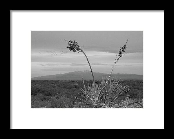 White Sands National Park Framed Print featuring the photograph Winter Yucca by Amanda Rimmer