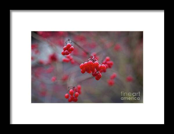 Winterberries Framed Print featuring the photograph Winterberries by Eva Lechner