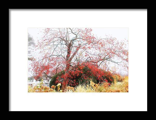 Flora Framed Print featuring the photograph Winterberry Tree by Marcia Lee Jones