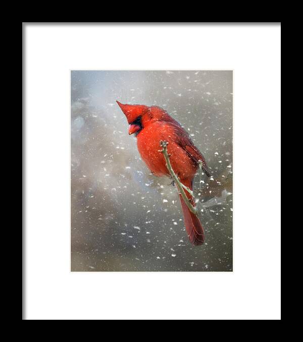 Animal Framed Print featuring the photograph Winters Falling by Lana Trussell