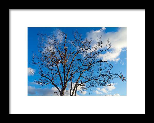 Tree Framed Print featuring the photograph Winter's Tree by Derek Dean
