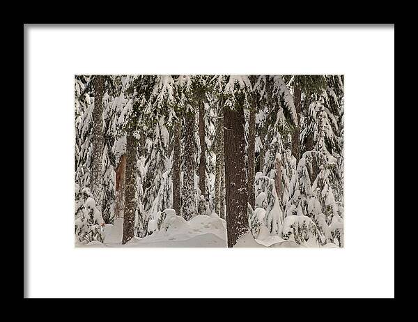 Pocket Creek Framed Print featuring the photograph Wintry forest by Kunal Mehra