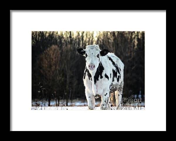 Dairy Framed Print featuring the photograph Wisconsin Dairy Cow by Ms Judi