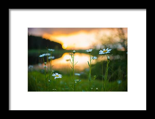 Wisconsin Framed Print featuring the photograph Wisconsin Daisies at Sunset by Alex Blondeau