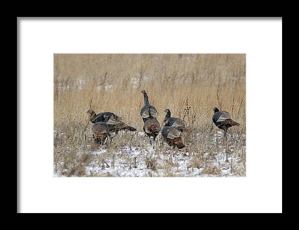 Turkey Framed Print featuring the photograph Wisconsin Turkeys by Brook Burling