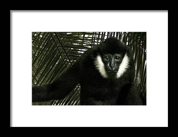 Photography Framed Print featuring the photograph Wise Elder by Kathleen Messmer