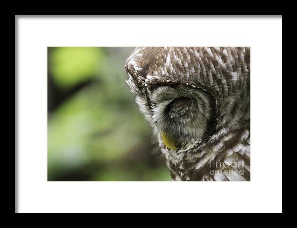 Owl Framed Print featuring the photograph Wise 'ol Owl by Jeannette Hunt