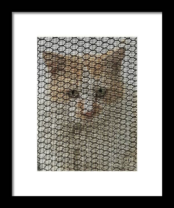Cat Framed Print featuring the photograph Wishful by Jan Gelders