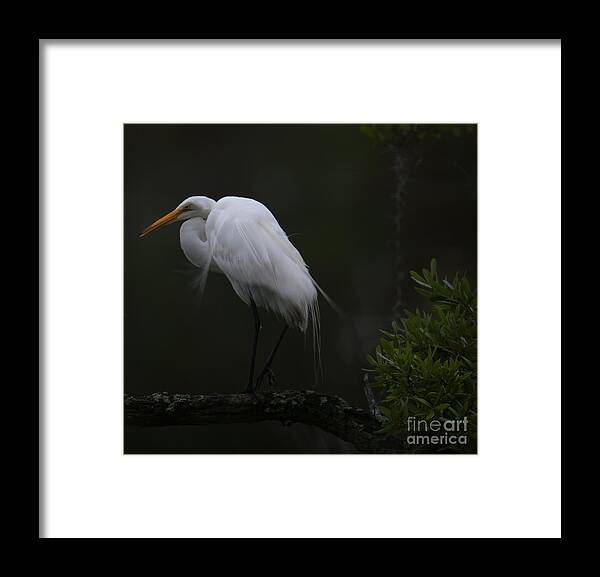 Egret Framed Print featuring the photograph Wispy Great White Heron by Dale Powell