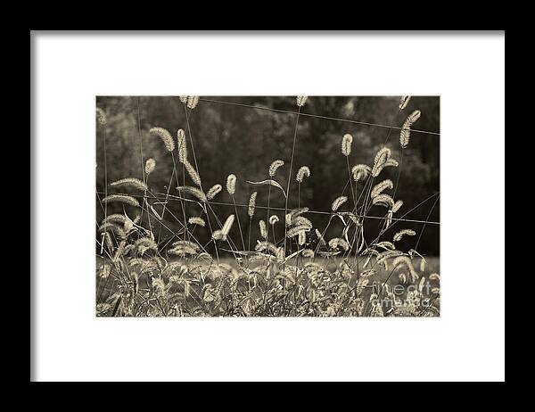 Shrub Framed Print featuring the photograph Wispy by Joanne Coyle