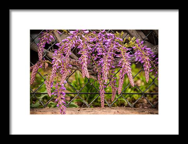 Beautiful Framed Print featuring the photograph Wisteria Blooming by Connie Cooper-Edwards