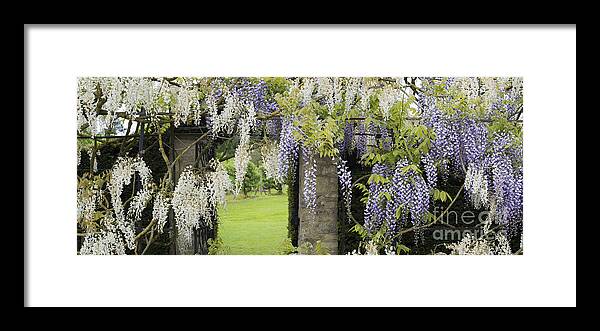 Wisteria Framed Print featuring the photograph Wisteria Doorway by Tim Gainey