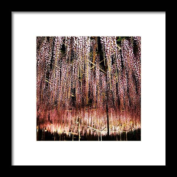 Chandelier Framed Print featuring the photograph Wisteria Like Purple Rain In Saitama by Nori Strong