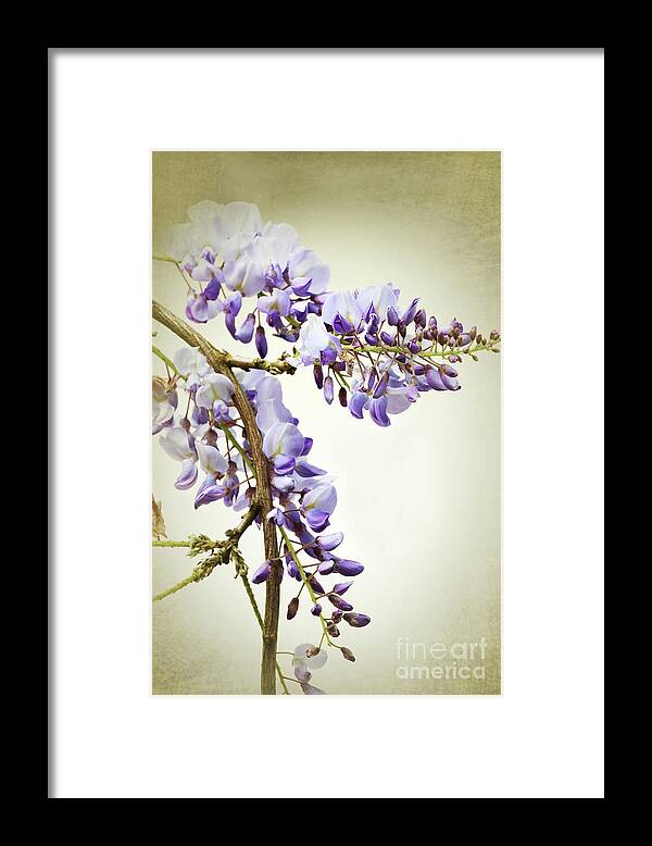Wisteria Framed Print featuring the photograph Wisteria textured by Terri Waters