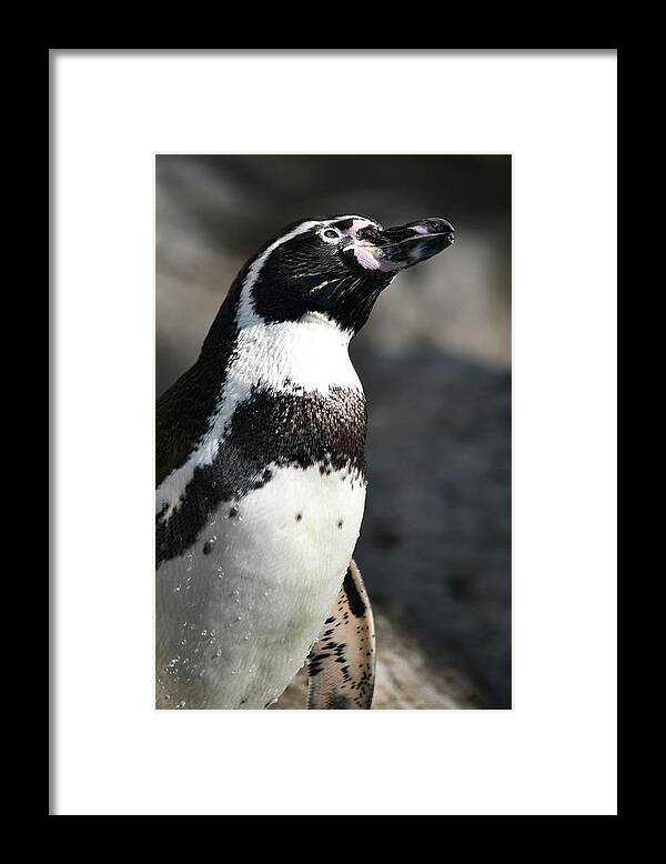 Penguin Framed Print featuring the photograph With Its Face to the Sun by Richard Bryce and Family