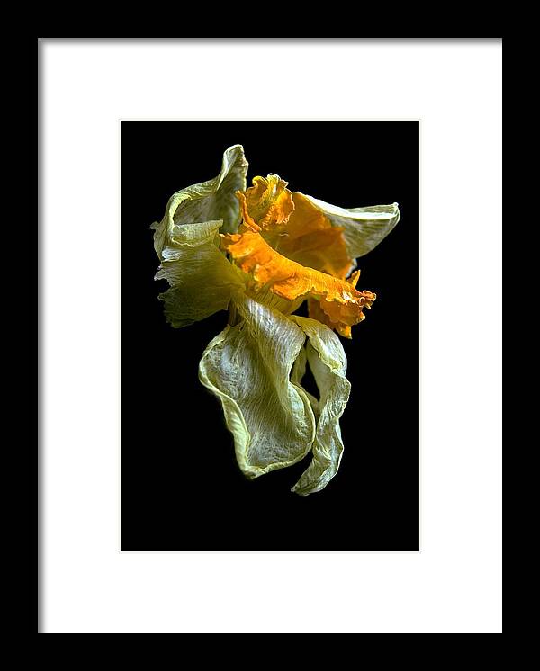 Daffodil Framed Print featuring the photograph Withering Daffodil by Elsa Santoro