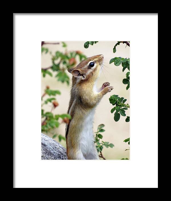  Animal Framed Print featuring the photograph Within Reach - Chipmunk by MTBobbins Photography
