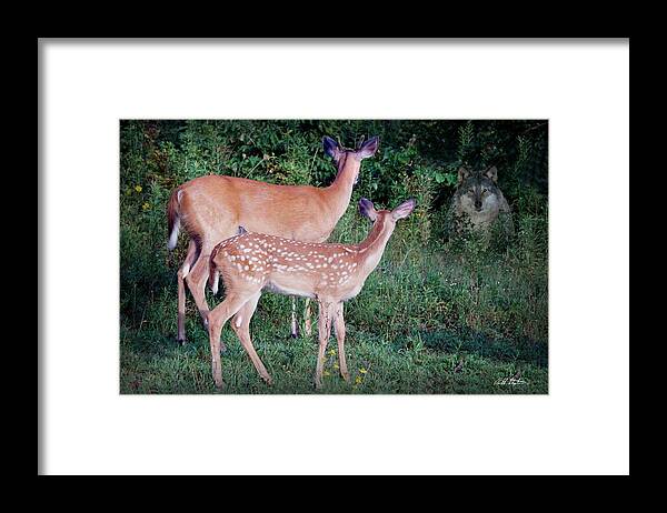 Deer Framed Print featuring the photograph Wolf by Bill Stephens