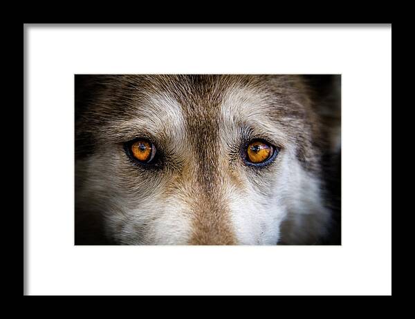 Animal Framed Print featuring the photograph Wolf Eyes by Teri Virbickis
