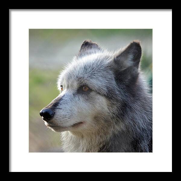Gray Wolf Framed Print featuring the photograph Wolf Hollow 9582B by Matt Cegelis